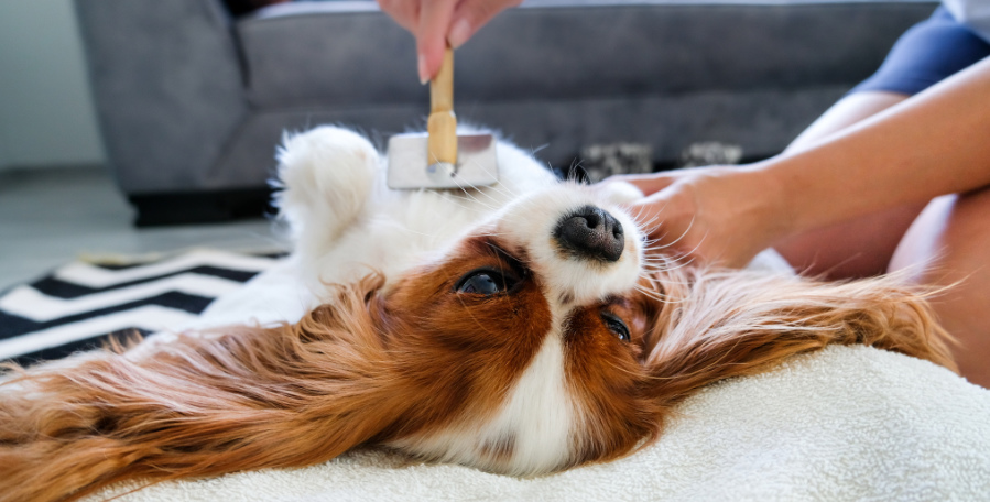 clanek 7 - pece 2026 6